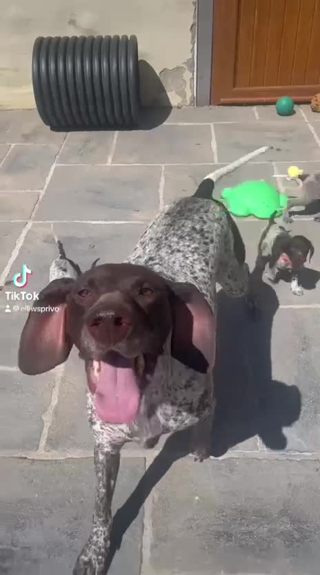 German Shorthaired Pointer dogs for sale: 🤎🤍 KC reg German Shorthaired Pointers 🤍🤎 - Video 1