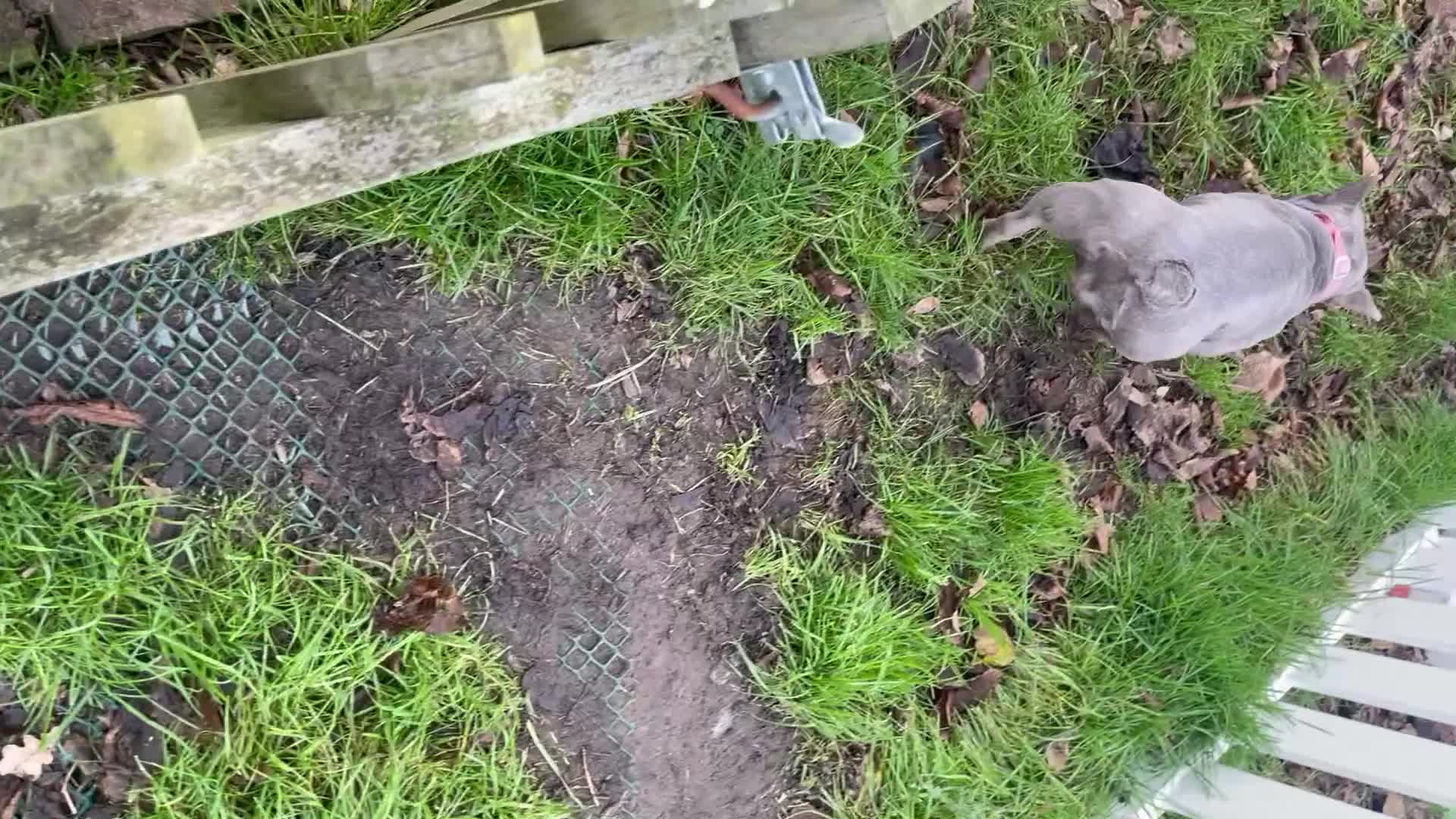 French Bulldog dogs for sale: Frenchie female - Video 3