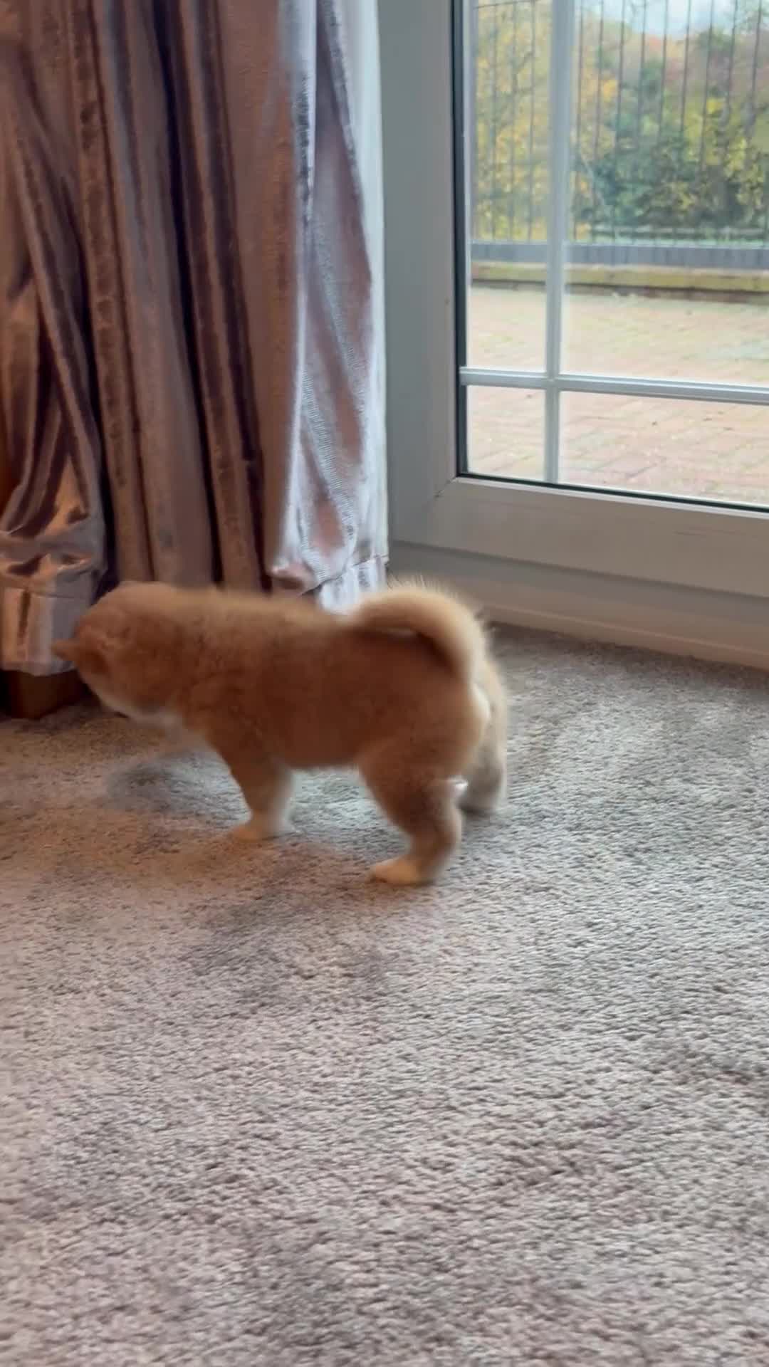 Japanese Shiba Inu dogs for sale: Health Tested Japanese Shiba Inu Puppies  - Video 3