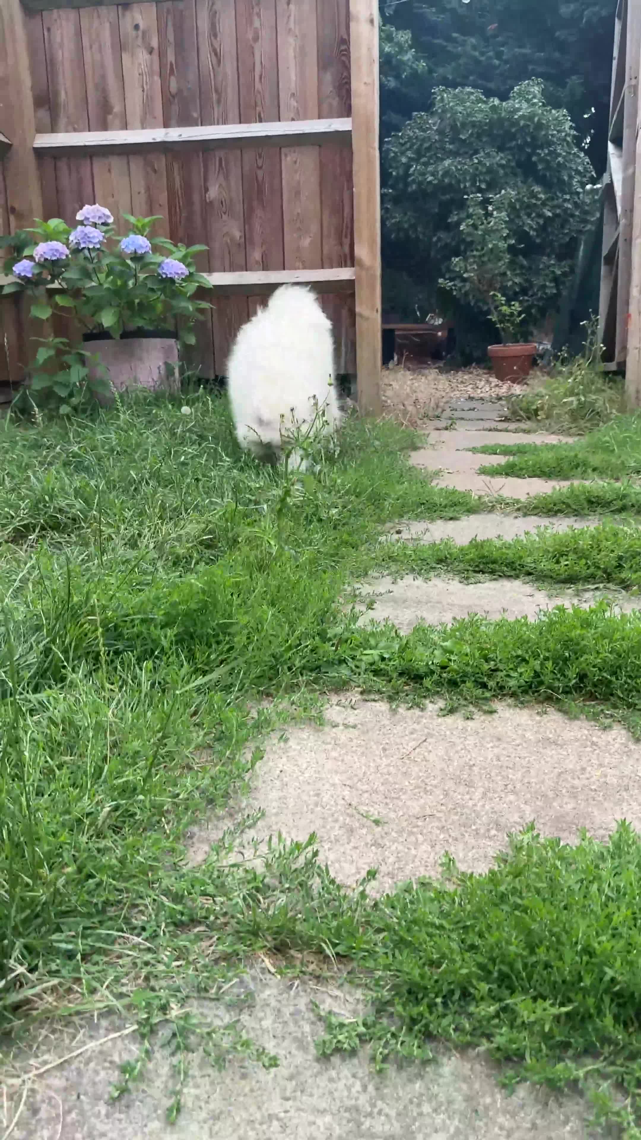 Samoyed dogs for sale: 🌟Beautiful Samoyed Puppy – Champion Bloodline🌟 - Video 2
