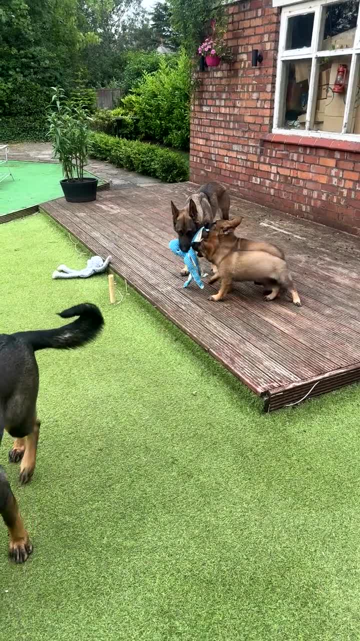German Shepherd dogs for sale: 3 females German shepherd kc registered  - Video 2