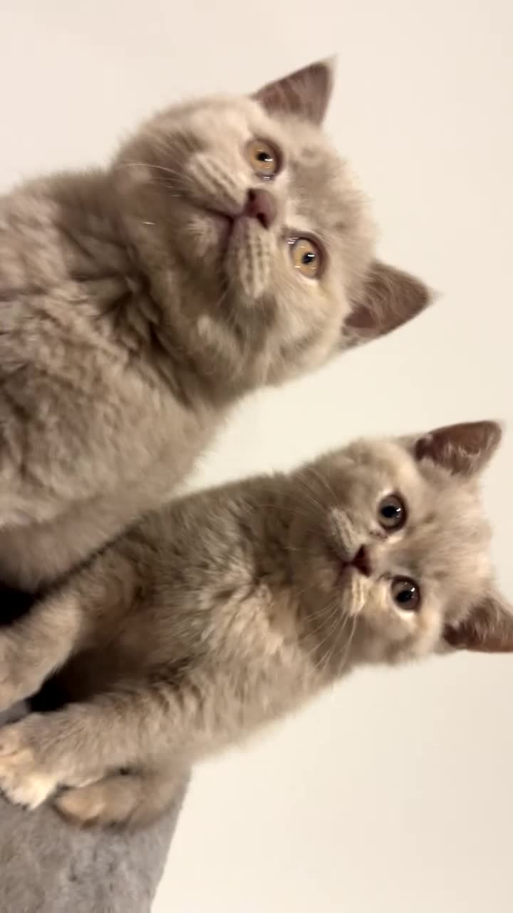 British Shorthair cats for sale: Pedigree British Shorthair Kittens Golden & Lilac - Video 2