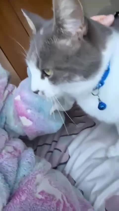 Domestic Shorthair cats for sale: NOVA mixed bread domestic short-hair  - Video 1