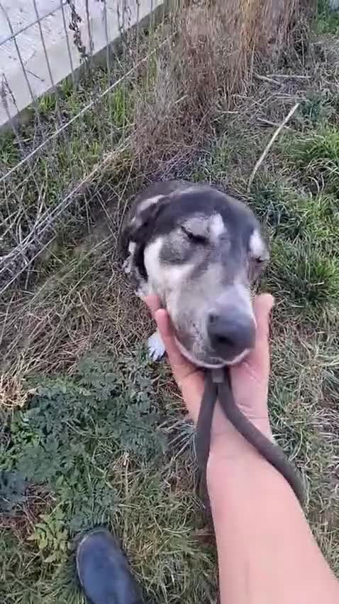 Mixed Breed dogs for adoption: Meet ash ❤️‍🩹 - Video 1