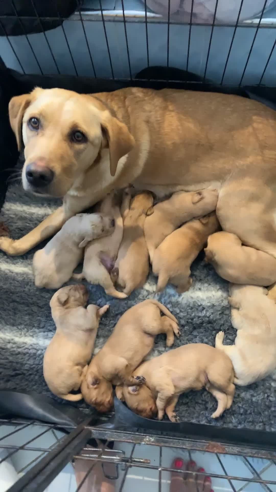 Labrador Retriever dogs for sale: Kc registered Labrador 5 star homes only  - Video 1