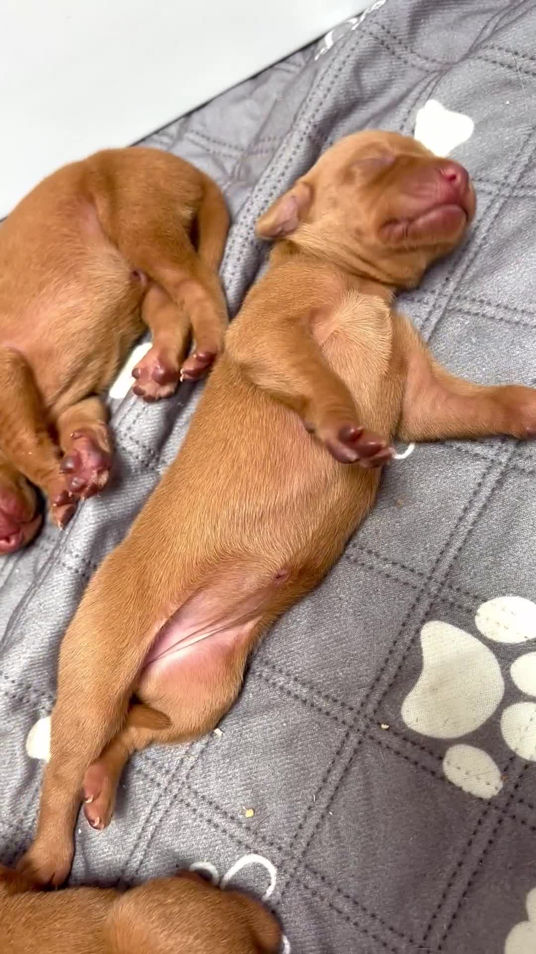 Hungarian Vizsla dogs for sale: 🥰 NEW KC REG Hungarian Vizsla Beautifully Bred,  - Video 1