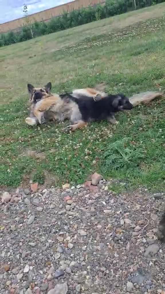 German Shepherd dogs for sale: German Shepherd puppies for sale - Video 1