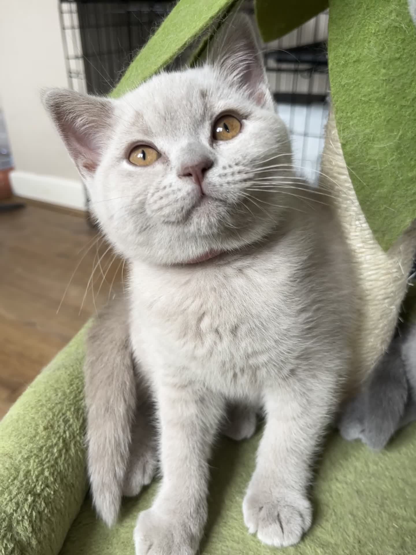 British Shorthair cats for sale: Lilac & Blue BSH’s GCCF available in 1 week 🩵💜 - Video 3