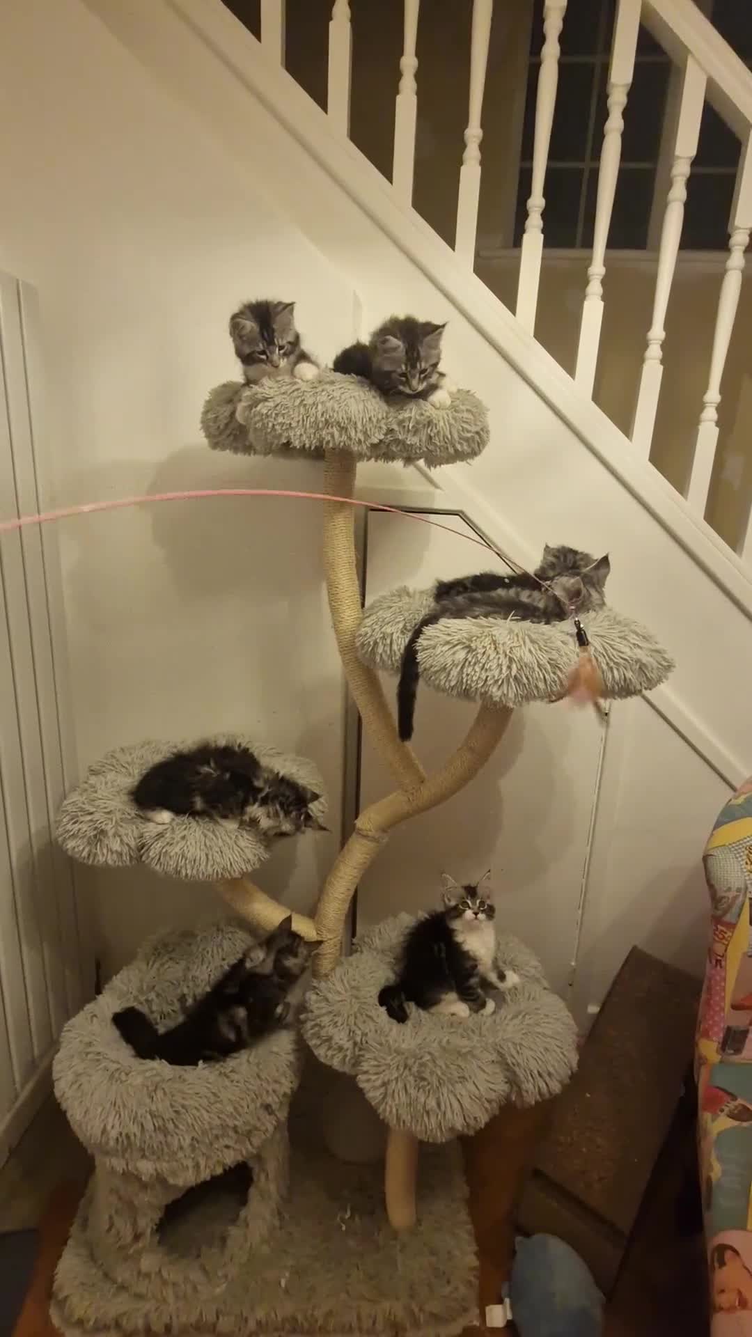 Maine Coon cats for sale: Tica Registered, Russian Line Maine Coon Kittens - Video 3