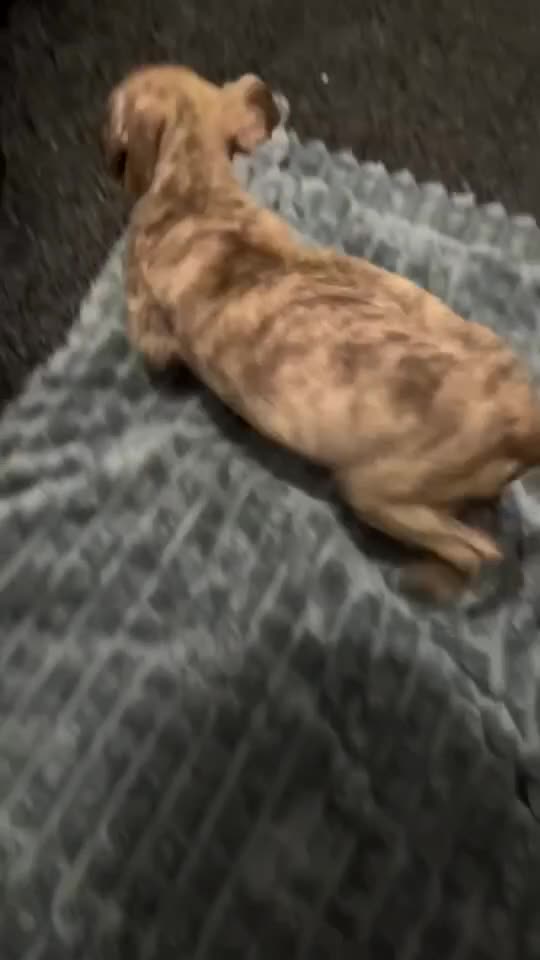 American Bulldog dogs for sale: Roxy is a lovely classic American bully  - Video 1