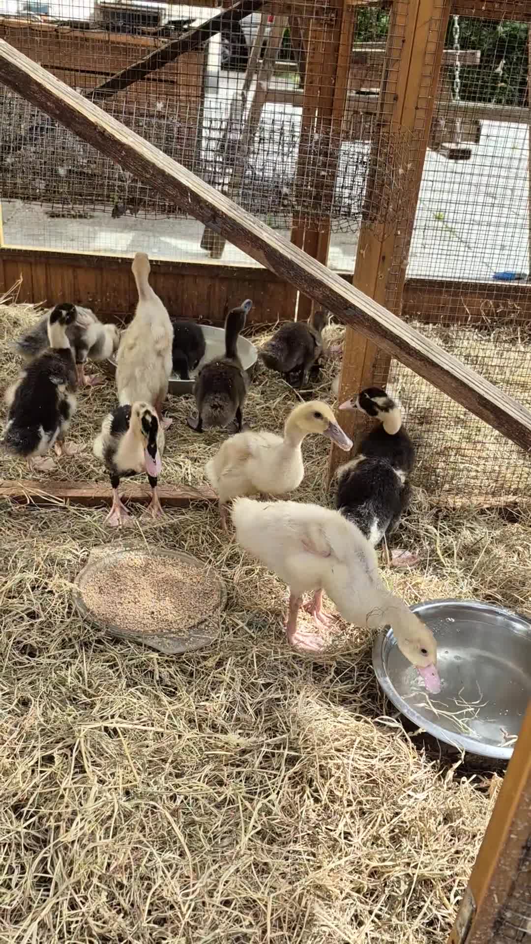 Ducks poultry for sale: Indian Runner Ducks ducklings - Video 1