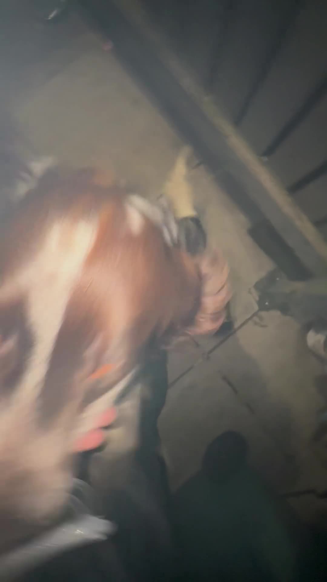 Cocker Spaniel dogs for sale: 1 kc cocker spaniel Bracken available  - Video 3