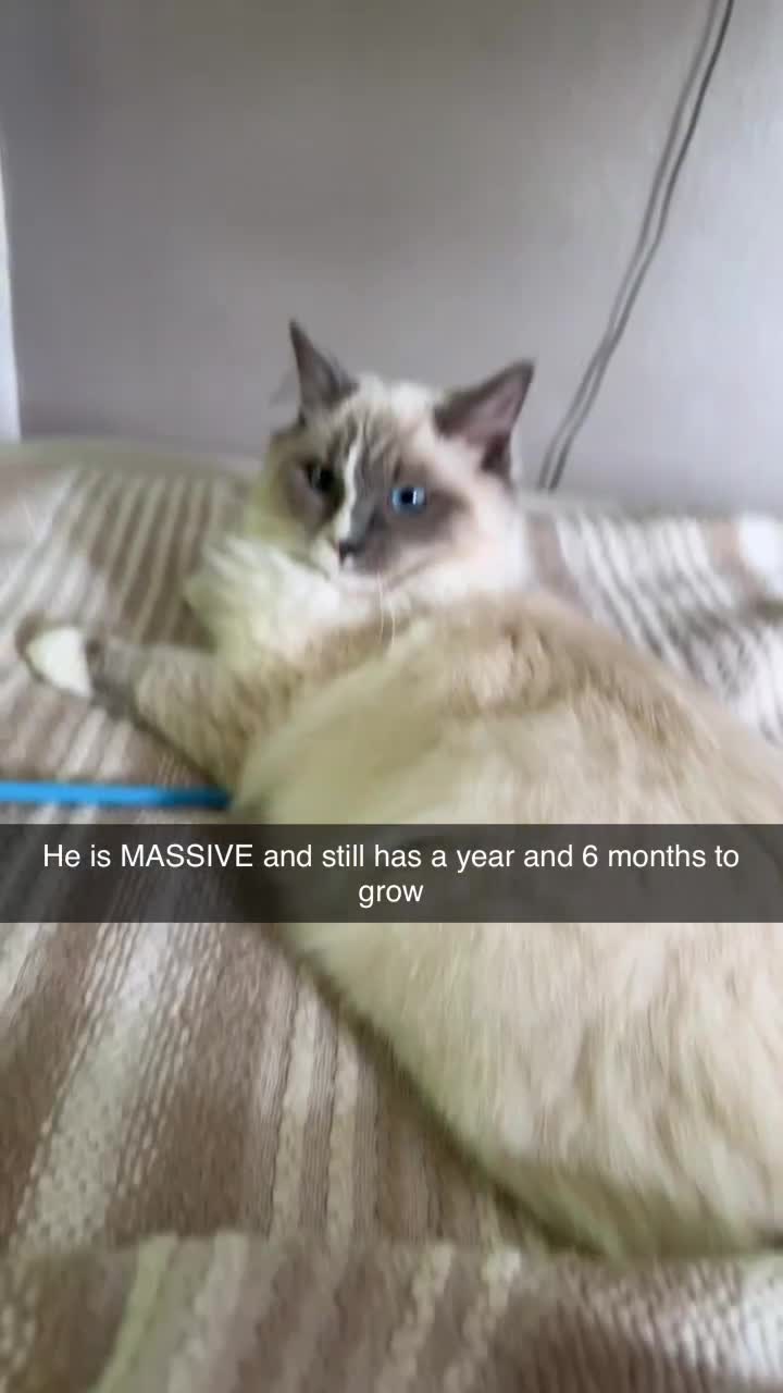 Ragdoll cats for sale: Blue point Ragdoll - Video 1
