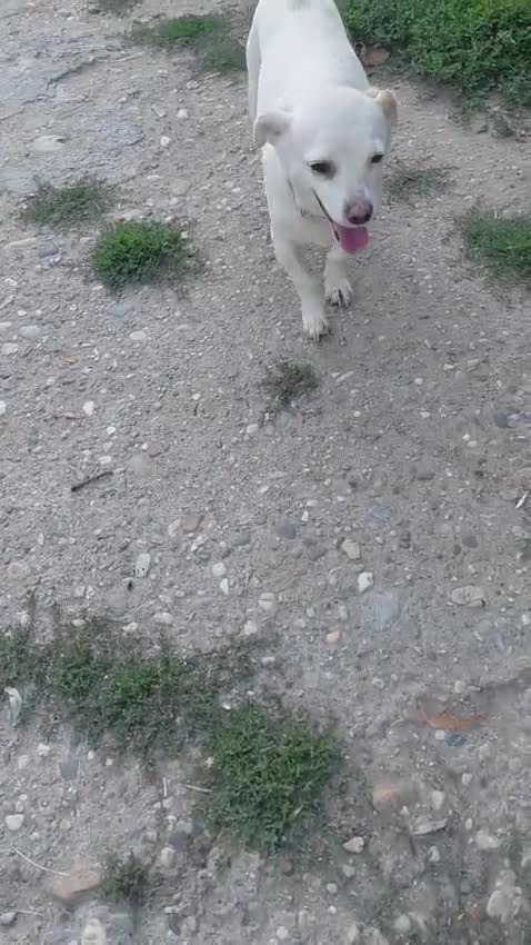 Mixed Breed dogs for adoption: 🐾💕 KARA – A Tiny Girl with an Enormous Heart💕🐾 - Video 5