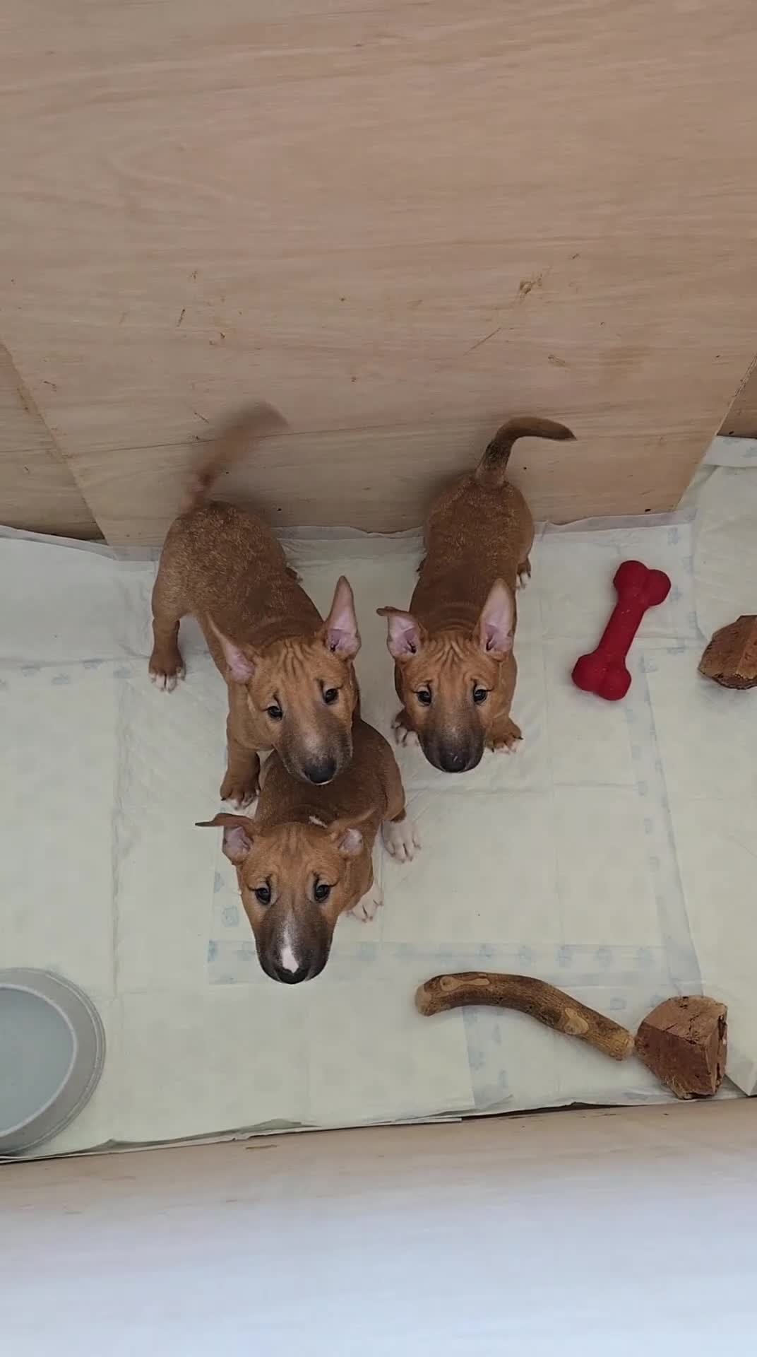 Miniature Bull terrier dogs for sale: RED MBT - Video 1