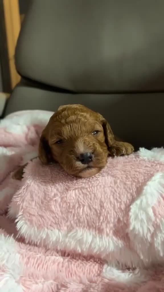 Cockapoo dogs for sale: F2 Cockapoos - 1 boy and 3 girls remain  - Video 1
