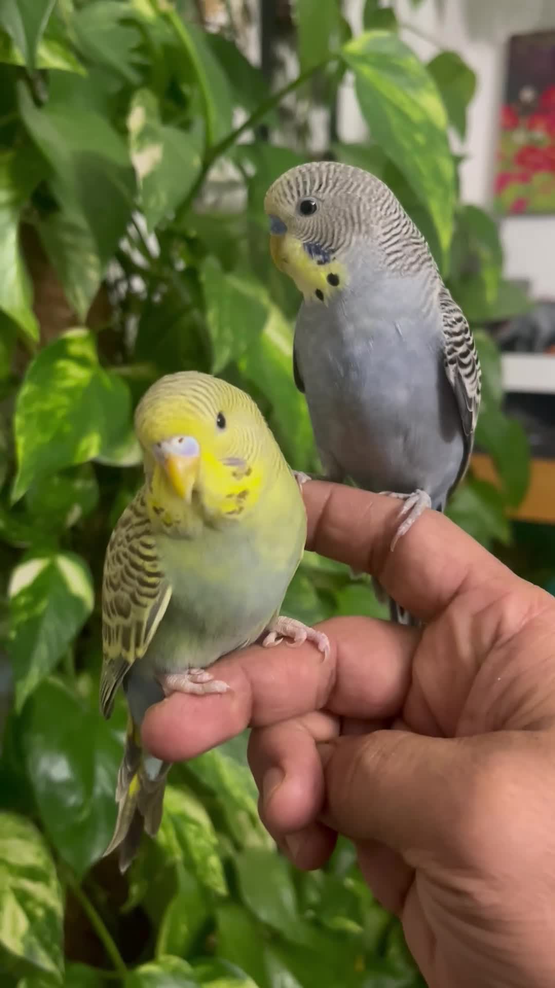 Budgerigars birds for sale: Budgies  - Video 2