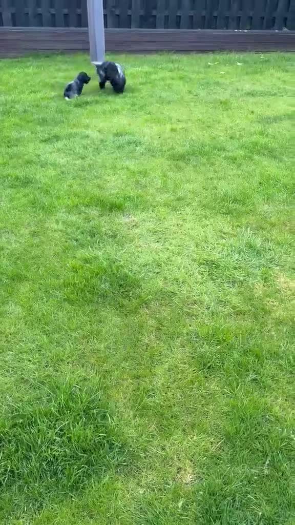 Cocker Spaniel dogs for sale: Beautiful Blue Roan Cocker Spaniel Puppy - Video 1