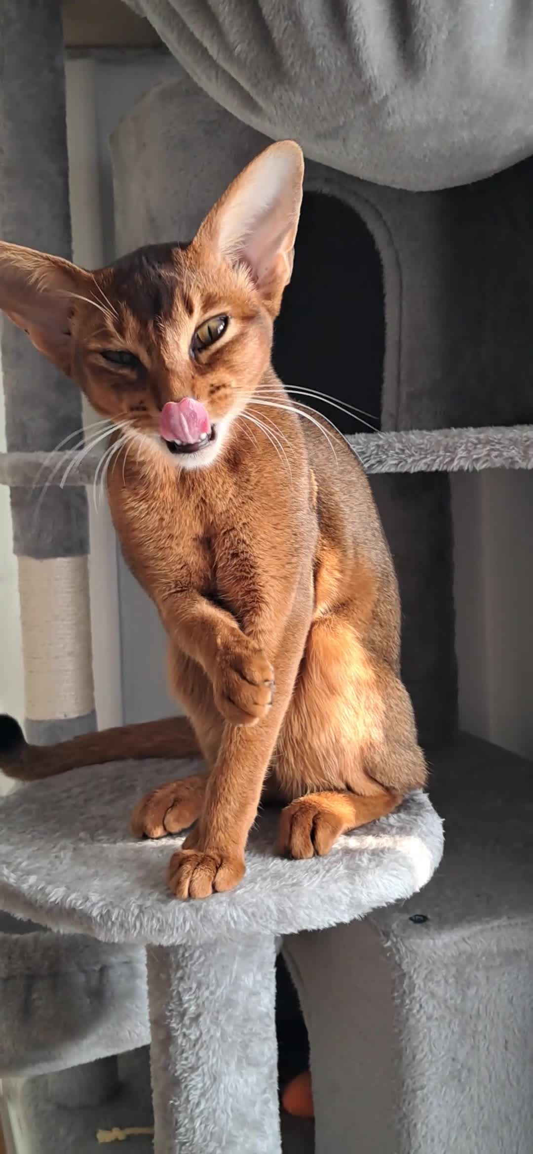 Abyssinian cats for sale: Abysinian female kitten looking for a new home in High Wycombe - Video 2