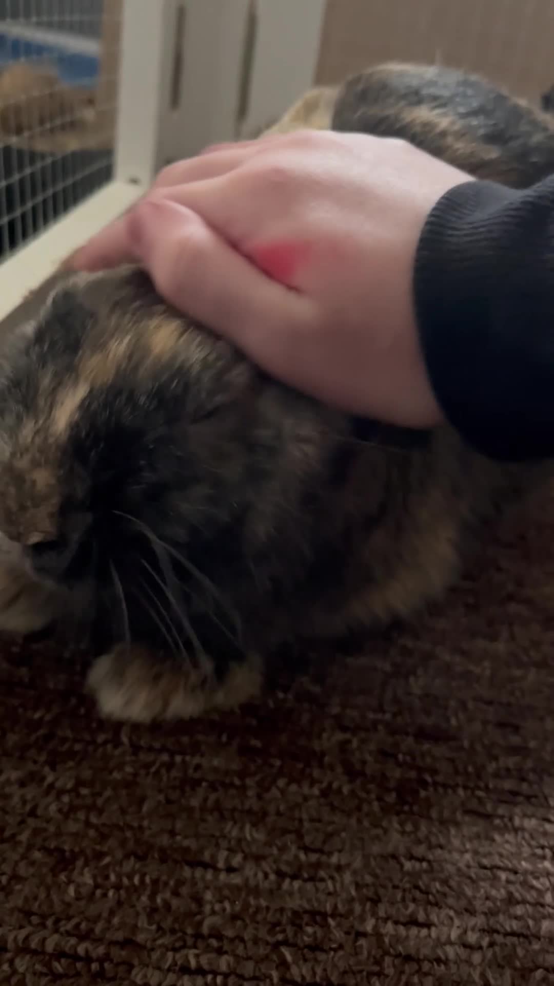 Harlequin rabbits for sale: Bunny: Toucan, Unsure of Breed - Best homes only in Filey - Video 1