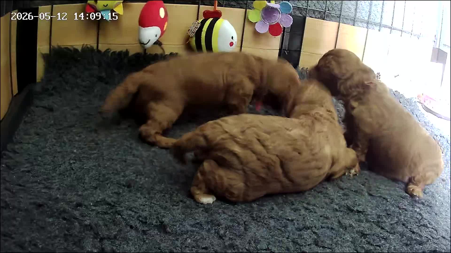 Cavapoo dogs for sale: BEAUTIFUL TOY CAVAPOO PUPPIES DNA TESTED PARENTS - Video 1