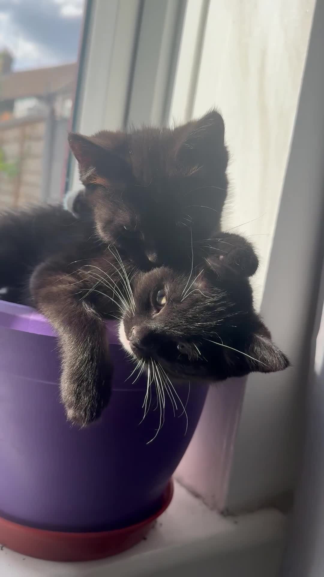 Mixed Breed cats for sale: 2 mixed breed kittens ready available  - Video 5