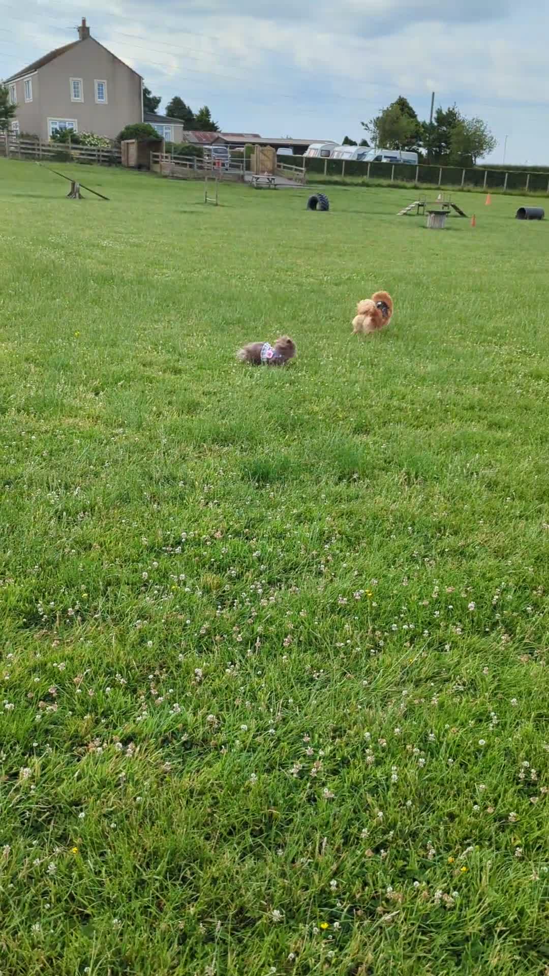 Pomeranian dogs for sale: Adult Poms - Video 1