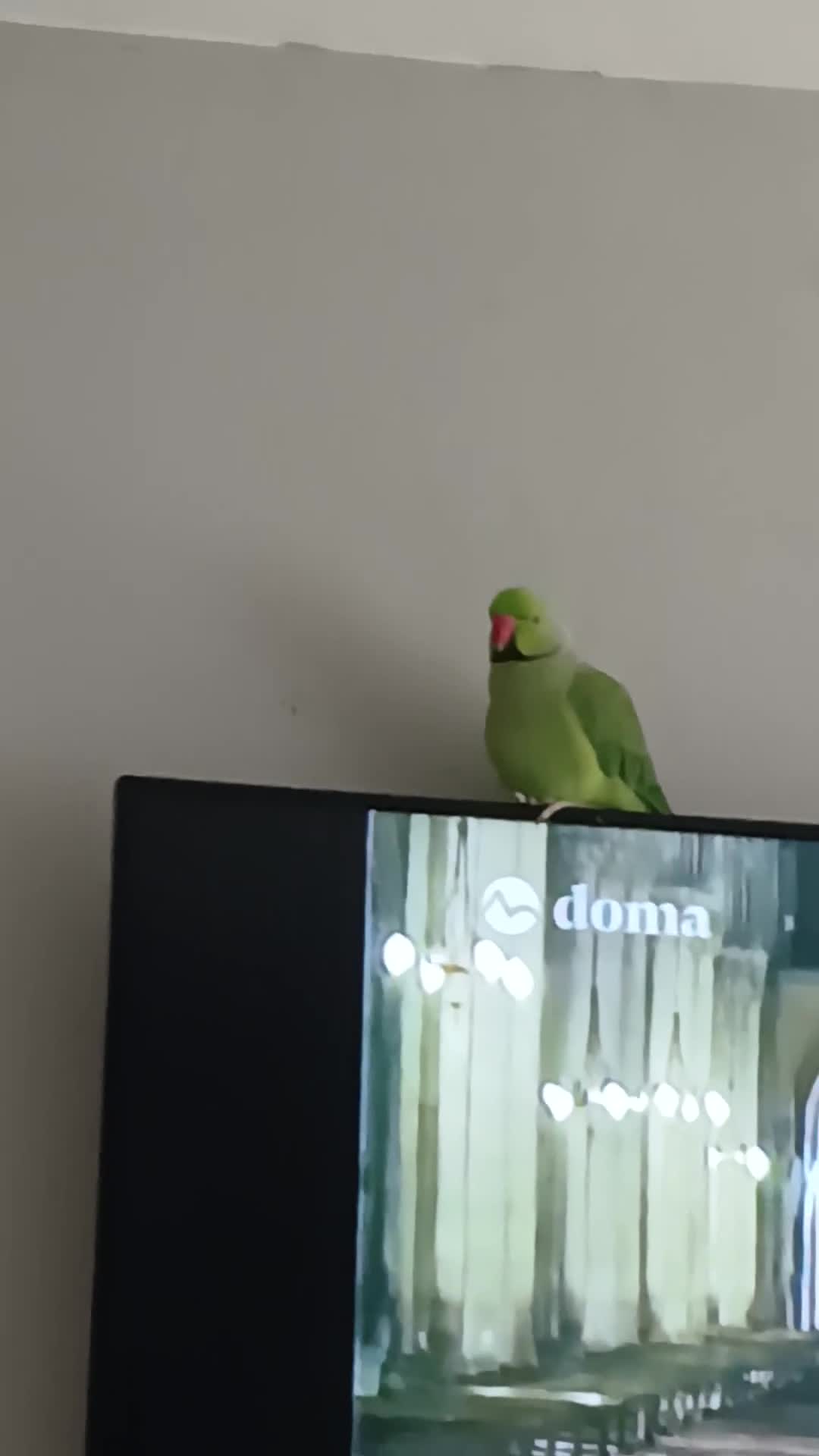 Parrots birds for sale: Indian rigneck  - Video 1