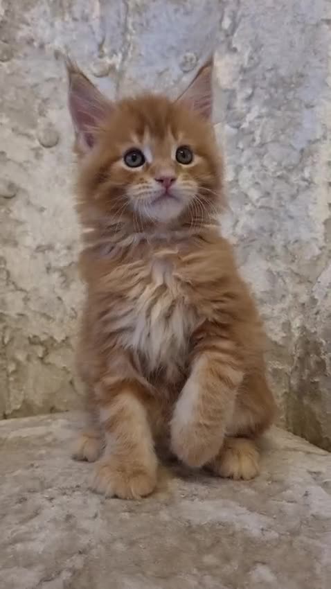 Maine Coon cats for sale: 2 Beautiful Kittens looking for forever homes - Video 3