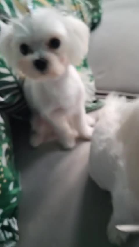 Maltese dogs for sale: LAST ONE BOY LEFT - Ready to go to lovely home - Video 1