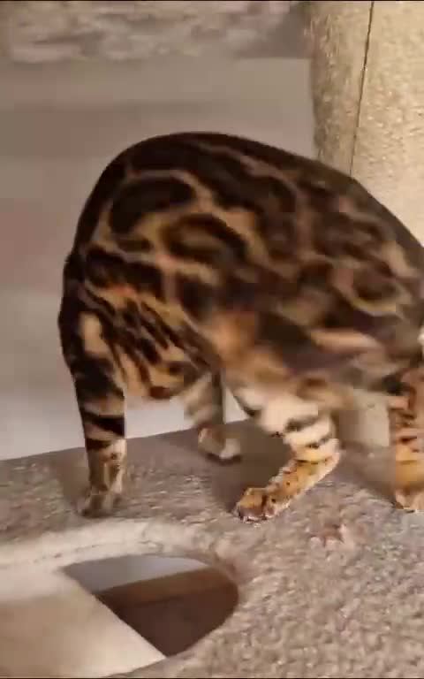 Bengal cats for sale: Gorgeous brown rosetted Bengal queen,tica reg✅ - Video 1