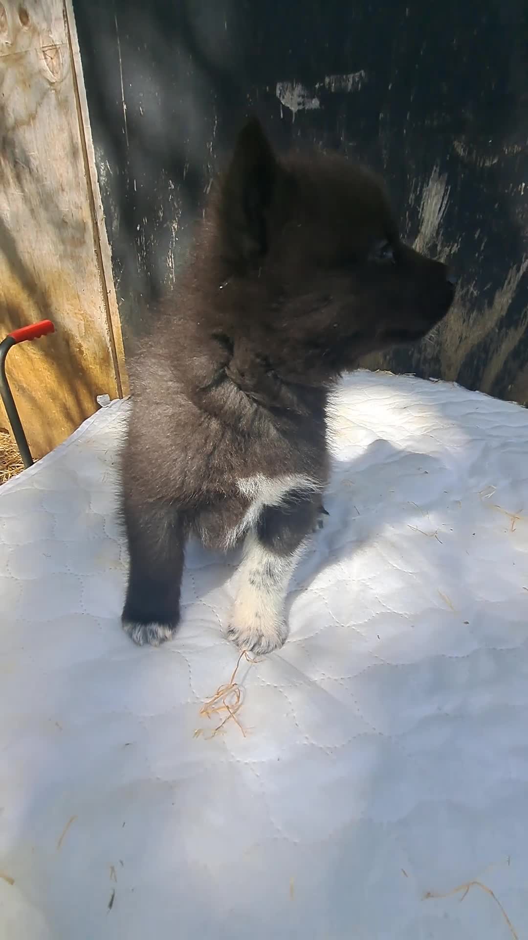 Siberian Husky dogs for sale: Unique Siberian Husky puppies - Video 4