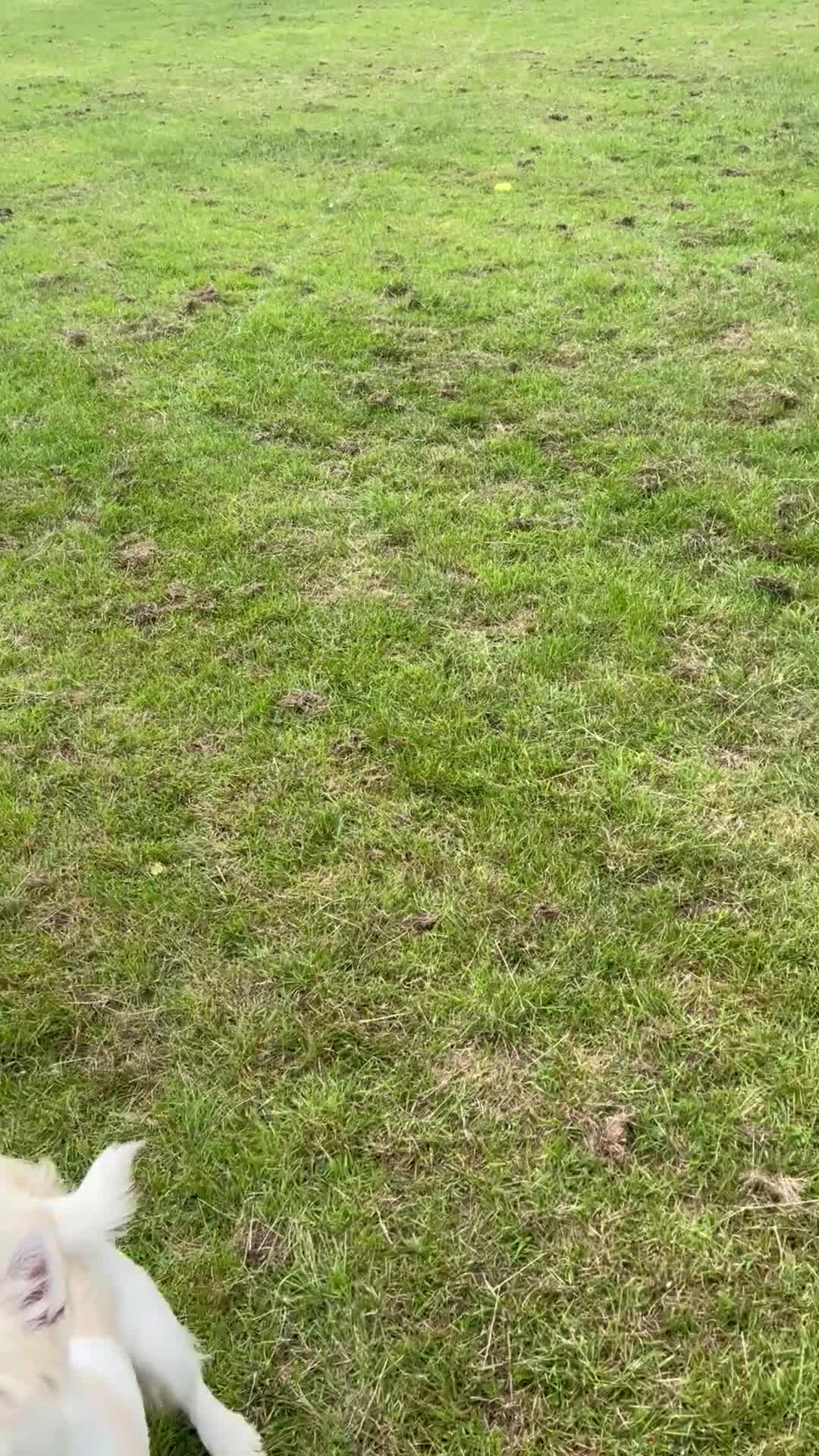 Mixed Breed dogs for sale: Husky X Terrier - Video 2