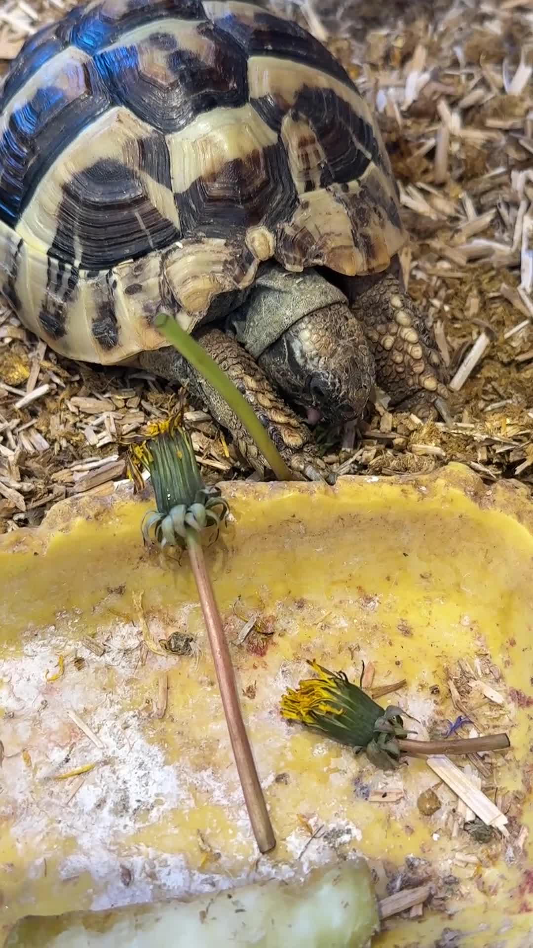 Hermann Tortoise reptiles for sale: Hermanns Tortoise  - Video 1