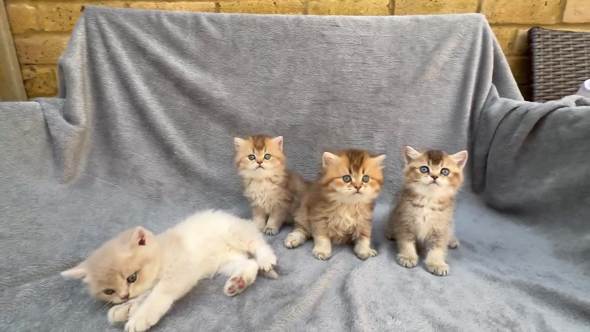 British Longhair cats for sale: Pedigree British longhair golden chocolate lilac - Video 1