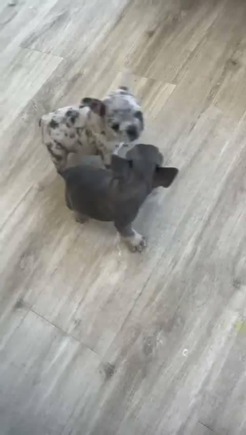 French Bulldog dogs for sale: French bulldog 🐶  - Video 1