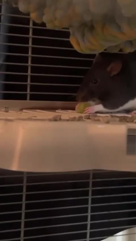 Rat rodents for sale: 2 rat girls for sale - Video 1