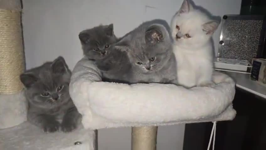 British Shorthair cats for stud: Lilac BSH proven STUD - Video 1