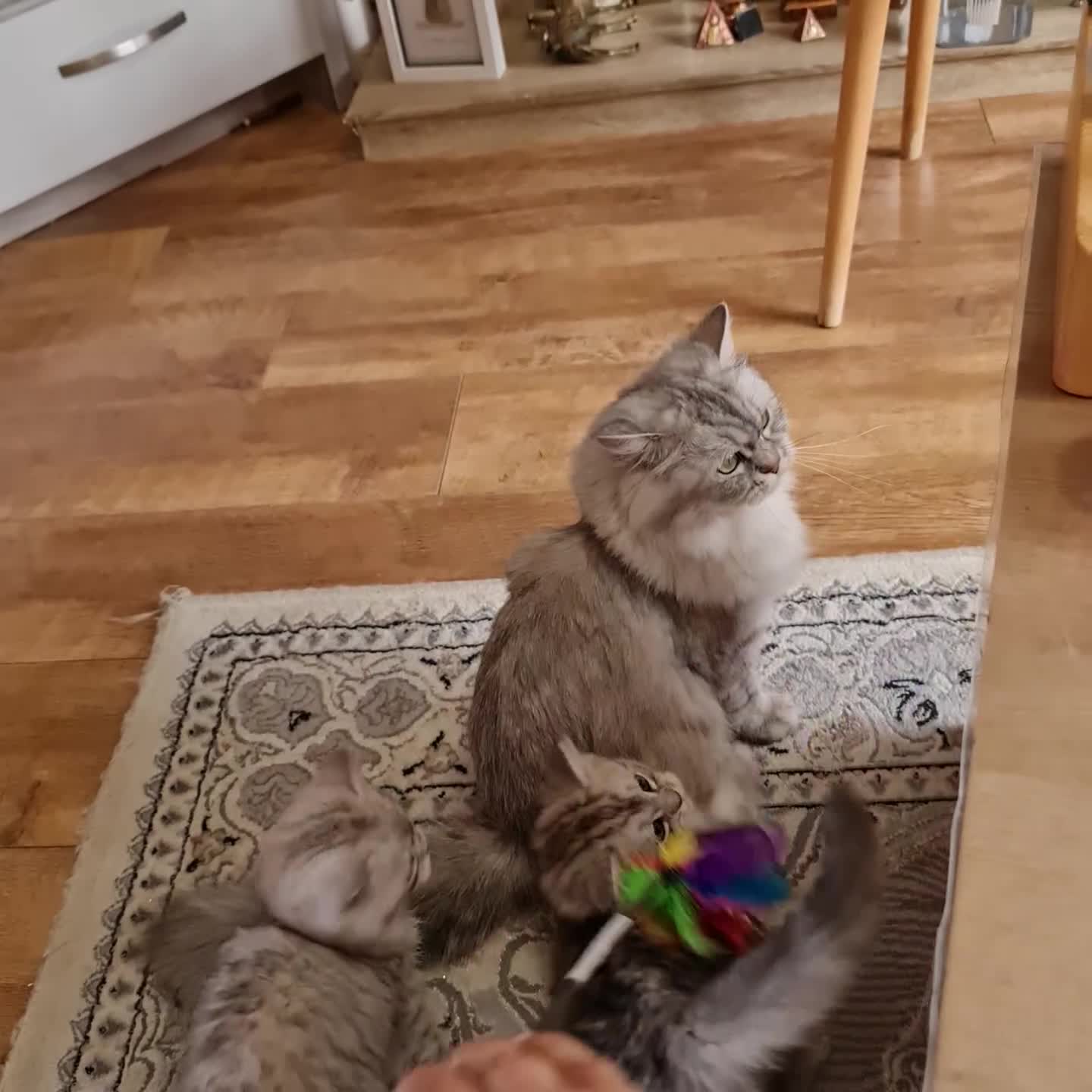 Persian cats for sale: Chinchilla Persian kitten 1 girl left - Video 1
