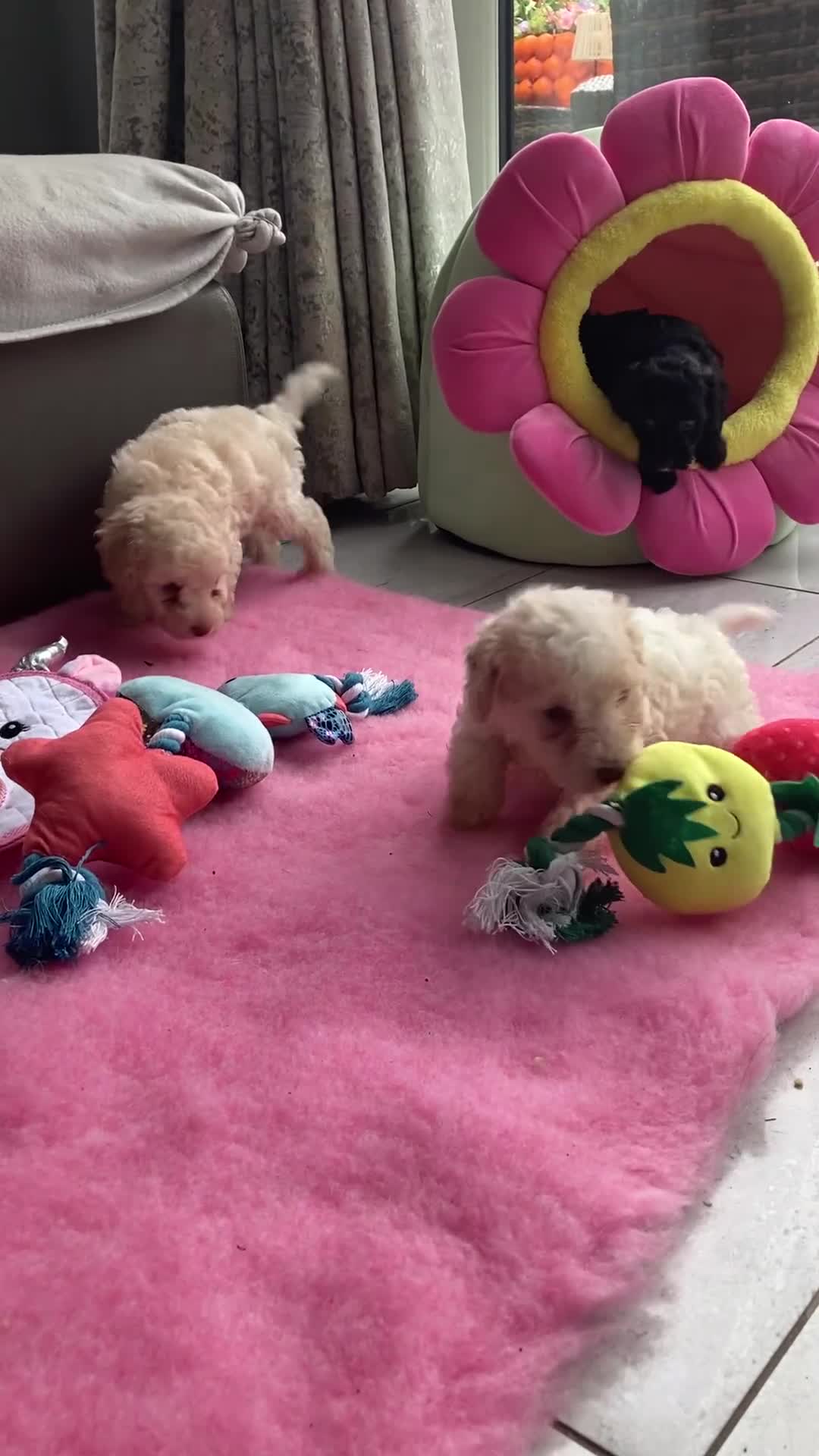 Cavapoo dogs for sale: Miniature poodle x cavapoo  - Video 1