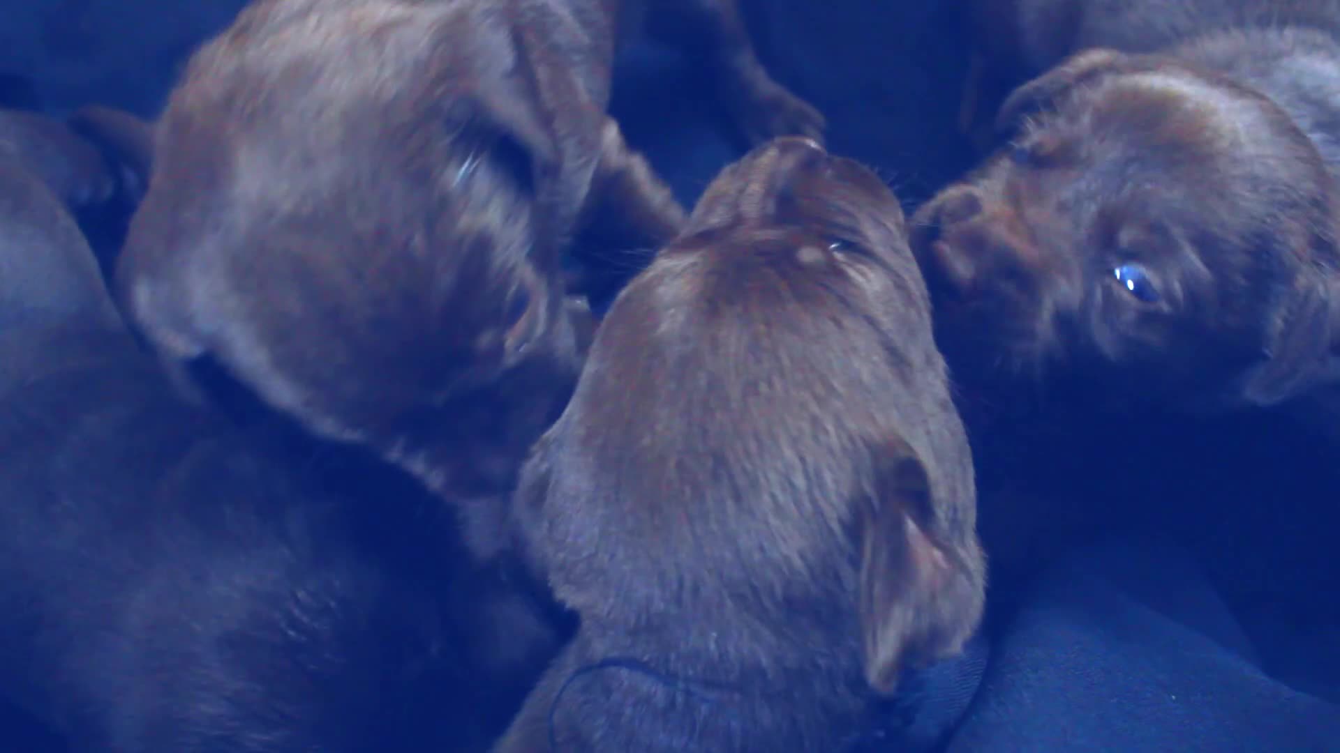 Labrador Retriever dogs for sale: Chocolate Labrador in Glasgow - Video 4