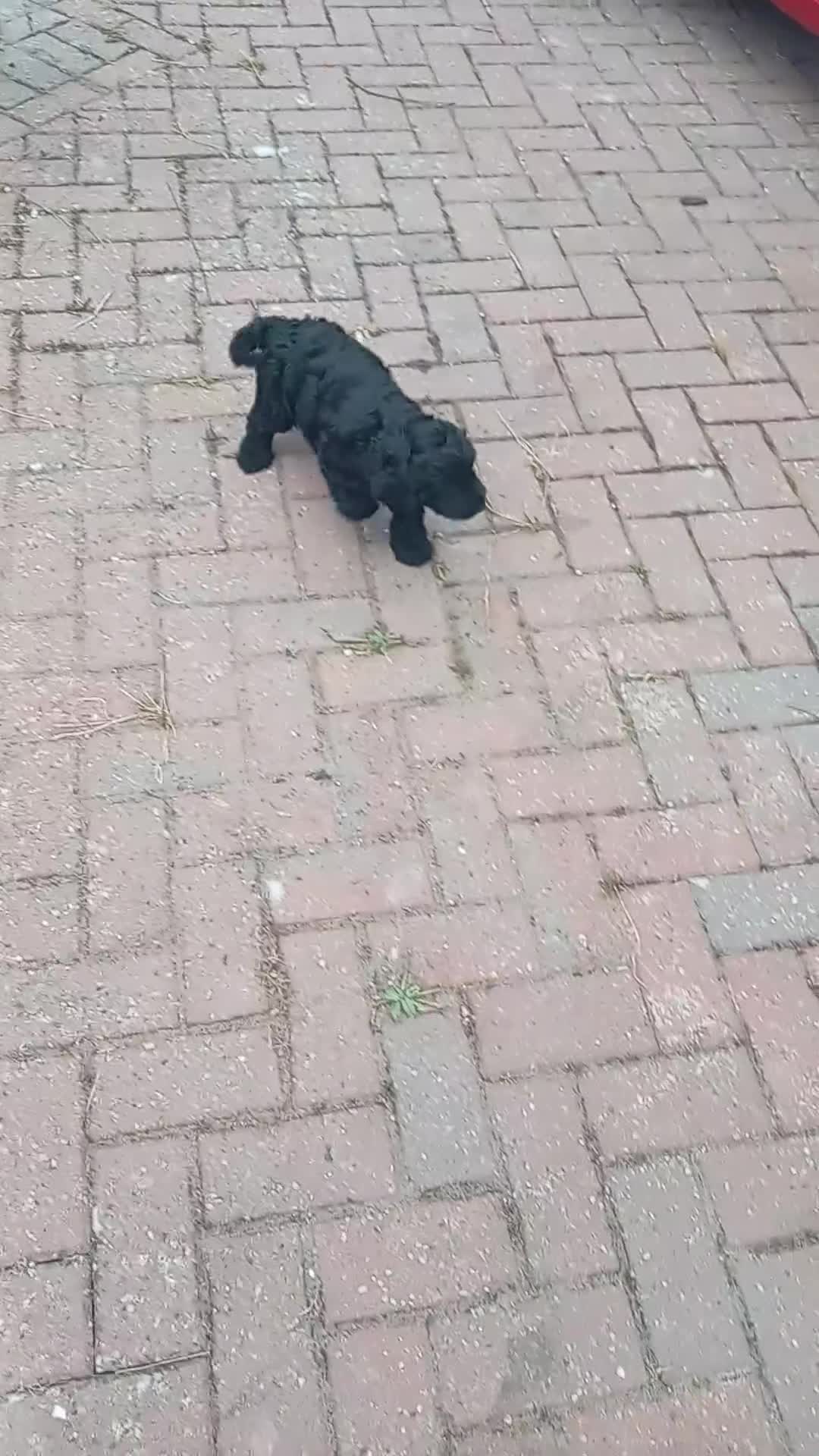 Cockapoo dogs for sale: F1 Cockapoo puppy - Video 1