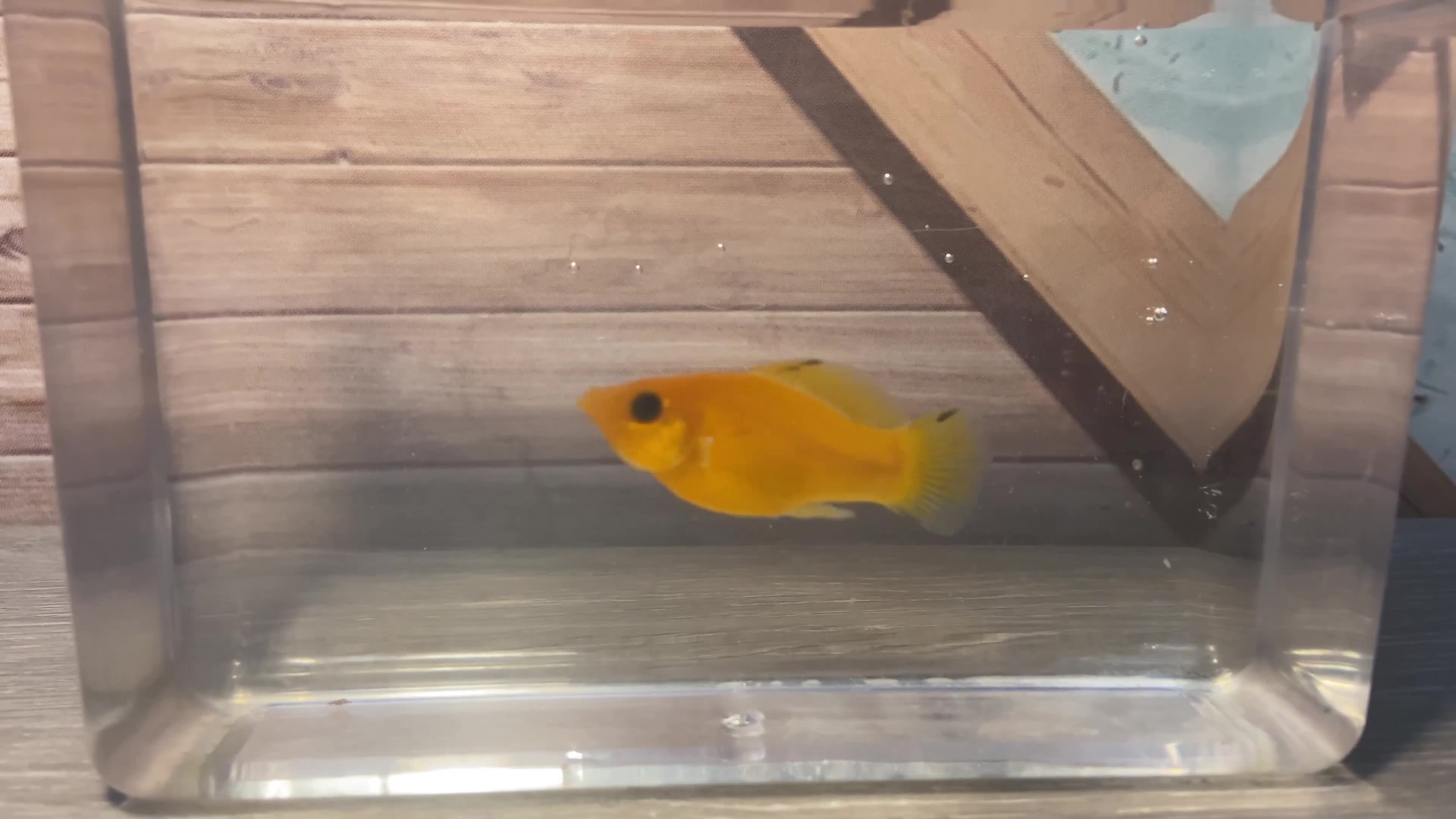 Mollies fish for sale: Broodstock Saffron Molly XL - Video 1