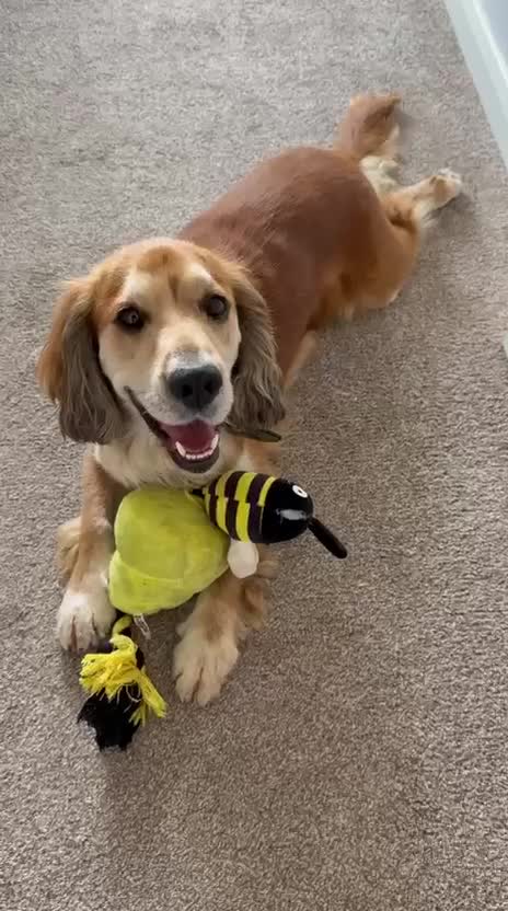 Cocker Spaniel dogs for sale: Meet Cooper – A Friendly, Smart Cocker Spaniel Boy - Video 1