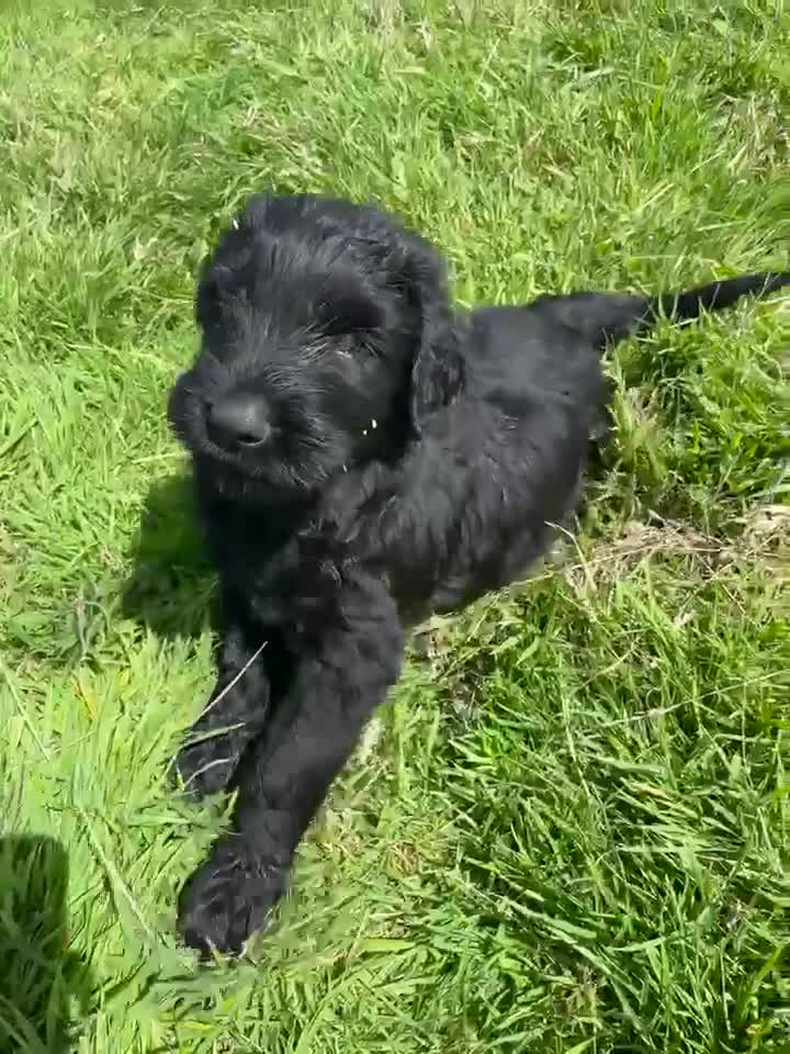 Russian Black Terrier dogs for sale: Russian Black Terrier Pups for Sale - Video 5