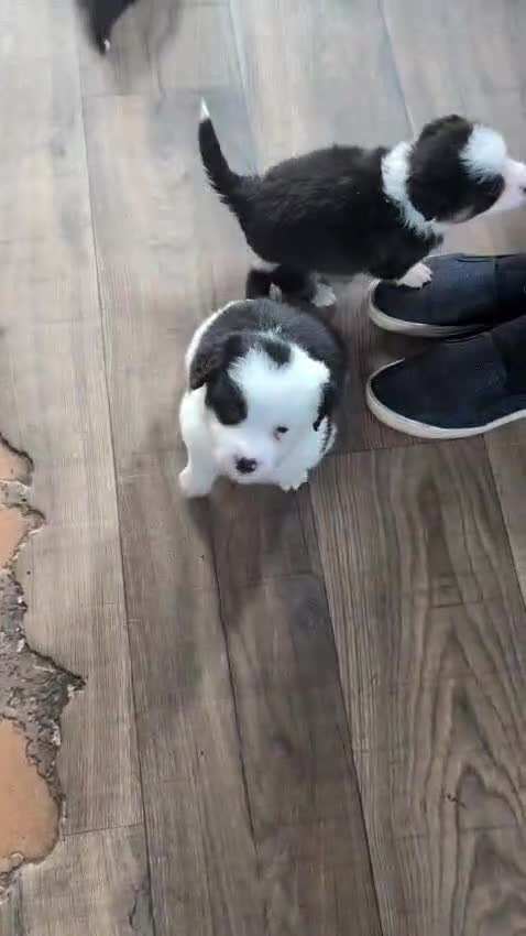 Mixed Breed dogs for sale: Beautiful Bordernese Puppies - Video 2