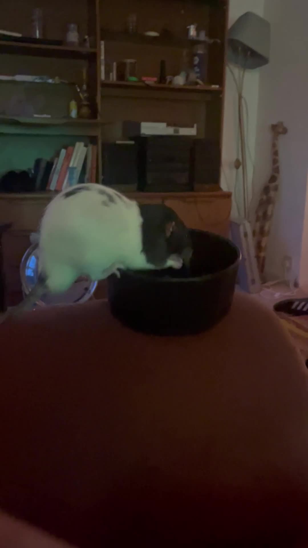 Rat rodents for sale: 2 male rats, friendly  - Video 1