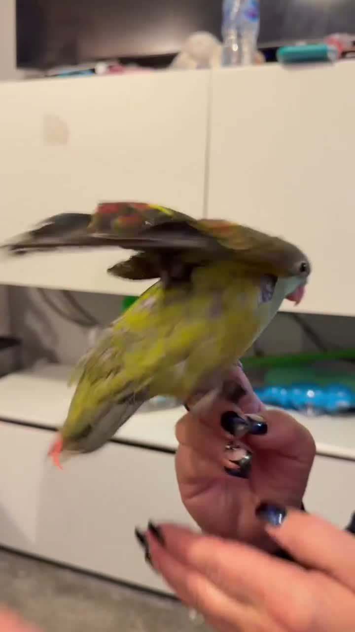Parakeets birds for sale: Rock Pebbler/ Regents Parrot in Southminster - Video 1