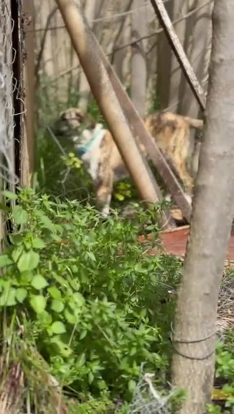 Mixed Breed dogs for adoption: 💔 OLIVER, RETURNED OUT OF SHAME 💔 - Video 2