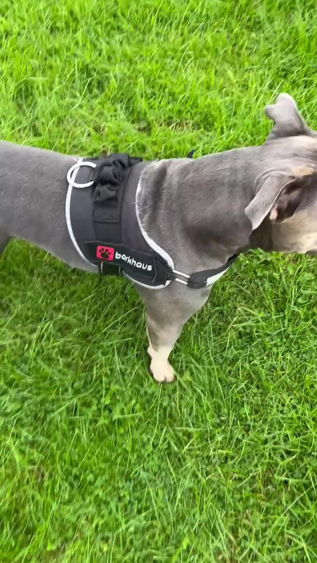 American Bully dogs for stud: ABKC registered blue tri for stud - Video 2